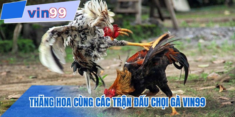 Thăng hoa cùng các trận đấu chọi gà VIN99